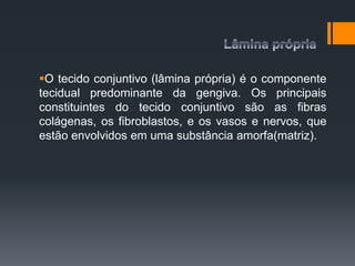 O tecido conjuntivo (lâmina própria) é o componente
tecidual predominante da gengiva. Os principais
constituintes do tecido conjuntivo são as fibras
colágenas, os fibroblastos, e os vasos e nervos, que
estão envolvidos em uma substância amorfa(matriz).
 
