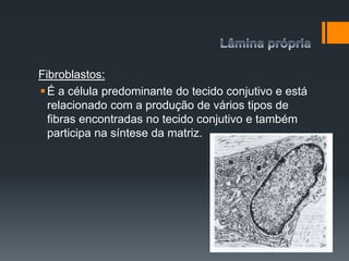 Fibroblastos:
É a célula predominante do tecido conjutivo e está
relacionado com a produção de vários tipos de
fibras encontradas no tecido conjutivo e também
participa na síntese da matriz.
 