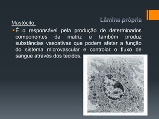 Mastócito:
É o responsável pela produção de determinados
componentes da matriz e também produz
substâncias vasoativas que podem afetar a função
do sistema microvascular e controlar o fluxo de
sangue através dos tecidos.
 
