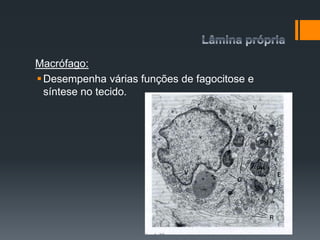 Macrófago:
Desempenha várias funções de fagocitose e
síntese no tecido.
 