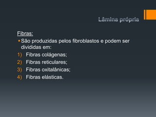 Fibras:
São produzidas pelos fibroblastos e podem ser
divididas em:
1) Fibras colágenas;
2) Fibras reticulares;
3) Fibras oxitalânicas;
4) Fibras elásticas.
 