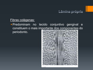 Fibras colágenas:
Predominam no tecido conjuntivo gengival e
constituem o mais importante dos componentes do
periodonto.
 