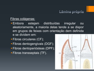 Fibras colágenas:
Embora estejam distribuídas irregular ou
aleatoriamente, a maioria delas tende a se dispor
em grupos de feixes com orientação dem definida
e se dividem em:
Fibras circulares (CF);
Fibras dentogengivais (DGF);
Fibras dentoperiósteas (DPF);
Fibras transseptais (TF).
 