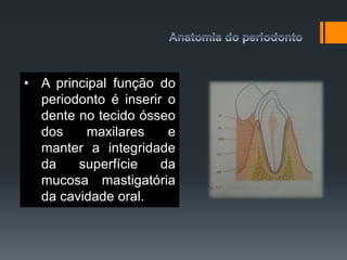 • A principal função do
periodonto é inserir o
dente no tecido ósseo
dos maxilares e
manter a integridade
da superfície da
mucosa mastigatória
da cavidade oral.
 