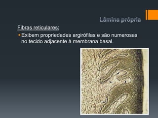Fibras reticulares:
Exibem propriedades argirófilas e são numerosas
no tecido adjacente à membrana basal.
 