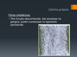 Fibras oxitalânicas:
Têm função desconhecida, são escassas na
gengiva, porém numerosas no ligamento
periodontal.
 