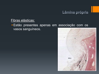 Fibras elásticas:
Estão presentes apenas em associação com os
vasos sanguíneos.
 