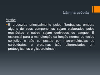 Matriz:
É produzida principalmente pelos fibrobastos, embora
alguns de seus componentes sejam elaborados pelos
mastócitos e outros sejam derivados do sangue. É
essencial para a manutenção da função normal do tecido
conjutivo e são compostas por macromoléculas de
carboidratos e proteínas (são diferenciados em
proteoglicanos e glicoproteínas).
 