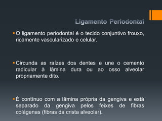 O ligamento periodontal é o tecido conjuntivo frouxo,
ricamente vascularizado e celular.
Circunda as raízes dos dentes e une o cemento
radicular à lâmina dura ou ao osso alveolar
propriamente dito.
É contínuo com a lâmina própria da gengiva e está
separado da gengiva pelos feixes de fibras
colágenas (fibras da crista alveolar).
 