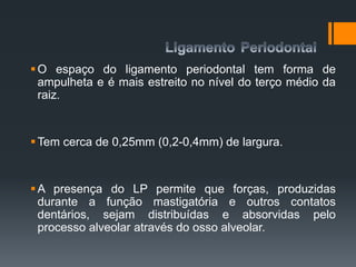 O espaço do ligamento periodontal tem forma de
ampulheta e é mais estreito no nível do terço médio da
raiz.
Tem cerca de 0,25mm (0,2-0,4mm) de largura.
A presença do LP permite que forças, produzidas
durante a função mastigatória e outros contatos
dentários, sejam distribuídas e absorvidas pelo
processo alveolar através do osso alveolar.
 
