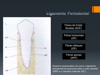 Desenho esquemático de como o ligamento
periodontal se posiciona entre o osso alveolar
(ABP) e o cemento radicular (RC).
Fibras da Crista
Alveolar (ACF)
Fibras horizontais
(HF)
Fibras oblíquas
(OF)
Fibras apicais
(APF)
 