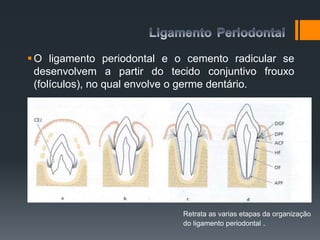 O ligamento periodontal e o cemento radicular se
desenvolvem a partir do tecido conjuntivo frouxo
(folículos), no qual envolve o germe dentário.
Retrata as varias etapas da organização
do ligamento periodontal .
 