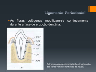 As fibras colágenas modificam-se continuamente
durante a fase de erupção dentária.
Sofrem constantes remodelações (reabsorção
das fibras velhas e formação de novas)
 