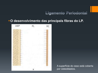 O desenvolvimento das principais fibras do LP.
A superfície do osso está coberta
por osteoblastos.
 
