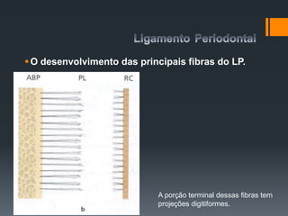 O desenvolvimento das principais fibras do LP.
A porção terminal dessas fibras tem
projeções digitiformes.
 