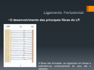 O desenvolvimento das principais fibras do LP.
A fibras são formadas, se organizam em feixes e
estendem-se continuamente do osso até o
cemento.
 