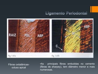 •As principais fibras embutidas no cemento
(fibras de sharpey), tem diâmetro menor e mais
numerosas.
Fibras oxitalânicas-
ocluso apical
 