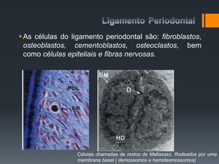 As células do ligamento periodontal são: fibroblastos,
osteoblastos, cementoblastos, osteoclastos, bem
como células epiteliais e fibras nervosas.
Células chamadas de restos de Mallassez. Rodeados por uma
membrana basal ( demossomos e hemidesmossomos)
 