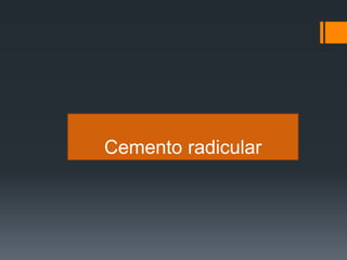 Cemento radicular
 