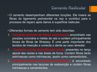  O cemento desempenham diferentes funções. Ele insere as
fibras do ligamento periodontal na raiz e contribui para o
processo de reparo após danos à superfície radicular.
 Diferentes formas de cemento tem sido descritas:
1. Cemento acelular de fibras extrínsecas: encontrado nas
porções coronária e média da raiz e contem principalmente
feixes de fibras de Sharpey. É uma parte importante dos
tecidos de inserção e conecta o dente ao osso alveolar.
2. Cemento celular estratificado misto: presentes no terço
apical das raízes e nas áreas de furca. Contem fibras tanto
extrínsecas como intrínsecas, assim como cementócitos.
3. Cemento celular de fibras intrínsecas: é encontrado
principalmente nas lacunas de reabsorção e contém fibras
intrínsecas e cementócitos.
 