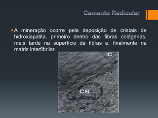 A mineração ocorre pela deposição de cristais de
hidroxiapatita, primeiro dentro das fibras colágenas,
mais tarde na superfície da fibras e, finalmente na
matriz interfibrilar.
 