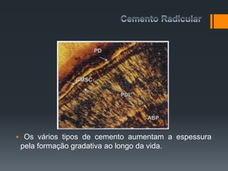 Os vários tipos de cemento aumentam a espessura
pela formação gradativa ao longo da vida.
 