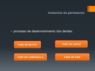  processo de desenvolvimento dos dentes:
FASE SE BOTÃO FASE DE CAPUZ
FASE DE CAMPÂNULA FASE DE RAIZ
 