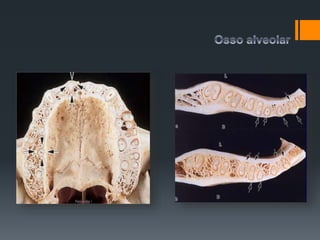 Osso alveolar
 