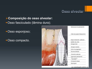 Composição do osso alveolar:
Osso fasciculado (lâmina dura);
Osso esponjoso;
Osso compacto.
 