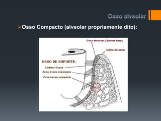 Osso Compacto (alveolar propriamente dito):
 