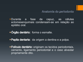 Durante a fase de capuz, as células
ectomesenquimais condensam-se em relação ao
epitélio oral.
forma o esmalte.
da origem a dentina e a polpa.
originam os tecidos periodontais,
cemento, ligamento periodontal e o osso alveolar
propriamente dito.
 