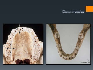 Osso alveolar
 Maxila e mandíbula
 