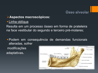 Aspectos macroscópicos:
Linha oblíqua
Resulta em um processo ósseo em forma de prateleira
na face vestibular do segundo e terceiro pré-molares;
Podem em consequência de demandas funcionais
alteradas, sofrer
modificações
adaptativas.
 