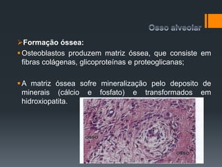 Formação óssea:
Osteoblastos produzem matriz óssea, que consiste em
fibras colágenas, glicoproteínas e proteoglicanas;
A matriz óssea sofre mineralização pelo deposito de
minerais (cálcio e fosfato) e transformados em
hidroxiopatita.
 