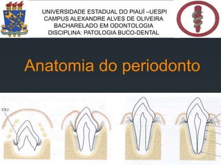 Anatomia do periodonto
UNIVERSIDADE ESTADUAL DO PIAUÍ –UESPI
CAMPUS ALEXANDRE ALVES DE OLIVEIRA
BACHARELADO EM ODONTOLOGIA
DISCIPLINA: PATOLOGIA BUCO-DENTAL
 
