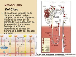 METABOLISMO
     Del Cloro
   El ion cloruro ingerido en la
    dieta se absorbe casi por
    completo en el tubo digestivo,
    los iones se filtran por el
    glomérulo y se reabsorben de
    forma pasiva, junto con el
    Sodio por los túbulos
    proximales. El exceso de
    cloruro se excreta por el sudor
    y la orina
 