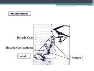 Pirámide nasal
 