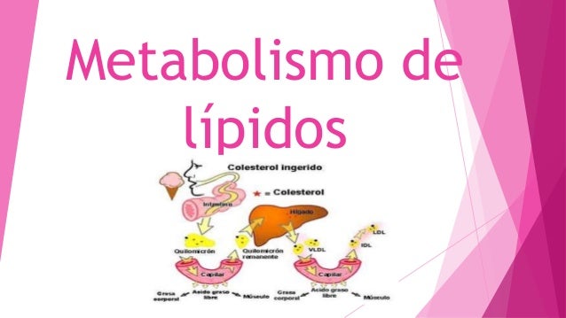 Como no metabolismo basal calculo online