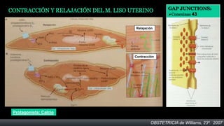 GAP JUNCTIONS:
                                        Conexinas 43


                       Relajación




                       Contracción




Protagonista: Calcio

                                OBSTETRICIA de Williams, 23ª. 2007
 