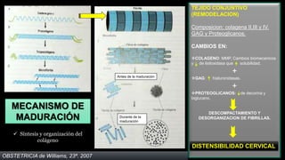 TEJIDO CONJUNTIVO
                                                              (REMODELACION)

                                                              Composicion: colagena II,III y IV.
                                                              GAG y Proteoglicanos.

                                                              CAMBIOS EN:

                                                              COLAGENO: MMP, Cambios biomecanicos
                                                              y de lisiloxidasa que solubilidad.


                                     Antes de la maduración
                                                                                 +
                                                              GAG:    hialuronidasas.

                                                                                 +
                                                              PROTEOGLICANOS:       de decorina y
                                                              biglucano.

   MECANISMO DE
                                                                    DESCOMPACTAMIENTO Y
    MADURACIÓN                        Durante de la
                                      maduración
                                                                 DESORGANIZACION DE FIBRILLAS.


     Síntesis y organización del
              colágeno
                                                              DISTENSIBILIDAD CERVICAL
OBSTETRICIA de Williams, 23ª. 2007
 