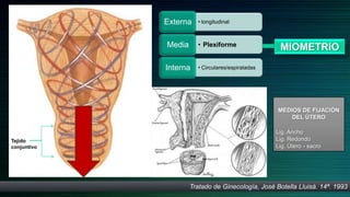 Externa   • longitudinal



             Media     • Plexiforme
                                                    MIOMETRIO
             Interna   • Circulares/espiraladas




                                                   MEDIOS DE FIJACIÓN
                                                       DEL ÚTERO

                                                  Lig. Ancho
Tejido                                            Lig. Redondo
conjuntivo                                        Lig. Útero - sacro




                     Tratado de Ginecología, José Botella Lluisá. 14ª. 1993
 