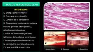 DIFERENCIAS:
 Energía para contraerse
 Fuerza de la contracción
 Duración de la contracción
 Disposición y conformación: actina y
miosina (puentes latero polares),
                                           1
retículos sarcoplasmicos
Unión neuromuscular (difusas)
Uniones de hendidura o membrana
Iones que permiten la contracción
 calmodulina reemplaza troponina        2                             3
Capacidad ATPasa reducida
                                         1. Liso unitario.   2. Cardiaco   3. Esquelético
 