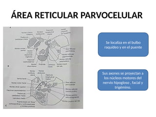 Comprehensive Overview of the Reticular Formation in Neurology ...