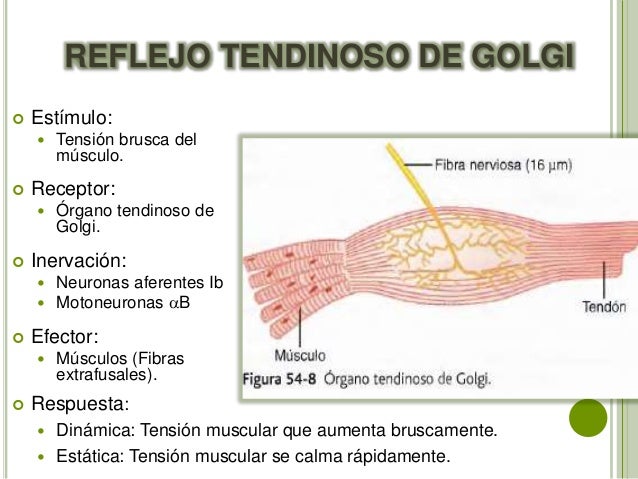 Seminario función motora de la médula espinal