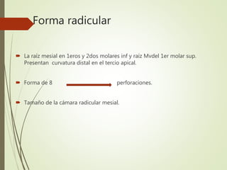Forma radicular
 La raíz mesial en 1eros y 2dos molares inf y raíz Mvdel 1er molar sup.
Presentan curvatura distal en el tercio apical.
 Forma de 8 perforaciones.
 Tamaño de la cámara radicular mesial.
 