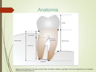 Diagnosis and Treatment of Furcation-Involved Teeth, First Edition. Edited by Luigi Nibali. © 2018 John Wiley & Sons Ltd. Published
2018 by John Wiley & Sons Ltd.
Anatomia
 