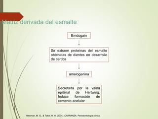 Matriz derivada del esmalte
Emdogain
Se extraen proteínas del esmalte
obtenidas de dientes en desarrollo
de cerdos
amelogenina
Secretada por la vaina
epitelial de Hertwing.
Induce formación de
cemento acelular
Newman, M. G., & Takei, H. H. (2004). CARRANZA. Periodontología clínica.
 