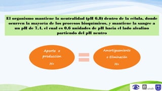 El organismo mantiene la neutralidad (pH 6,8) dentro de la célula, donde
ocurren la mayoría de los procesos bioquímicos, y mantiene la sangre a
un pH de 7,4, el cual es 0,6 unidades de pH hacia el lado alcalino
partiendo del pH neutro
 