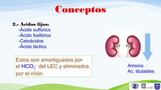 2.- Ácidos fijos:
-Ácido sulfúrico
-Ácido fosfórico
-Cetoácidos
-Ácido láctico
Estos son amortiguados por
el HCO3
-
del LEC y eliminados
por el riñón
Amonio
Ac. titulables
Conceptos
 