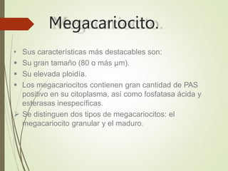Megacariocito.
• Sus características más destacables son:
 Su gran tamaño (80 o más µm).
 Su elevada ploidía.
 Los megacariocitos contienen gran cantidad de PAS
positivo en su citoplasma, así como fosfatasa ácida y
esterasas inespecíficas.
 Se distinguen dos tipos de megacariocitos: el
megacariocito granular y el maduro.
 